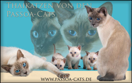 Thaikatzen von den Passoa-Cats