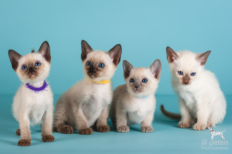 Kitten Passoa-Cats